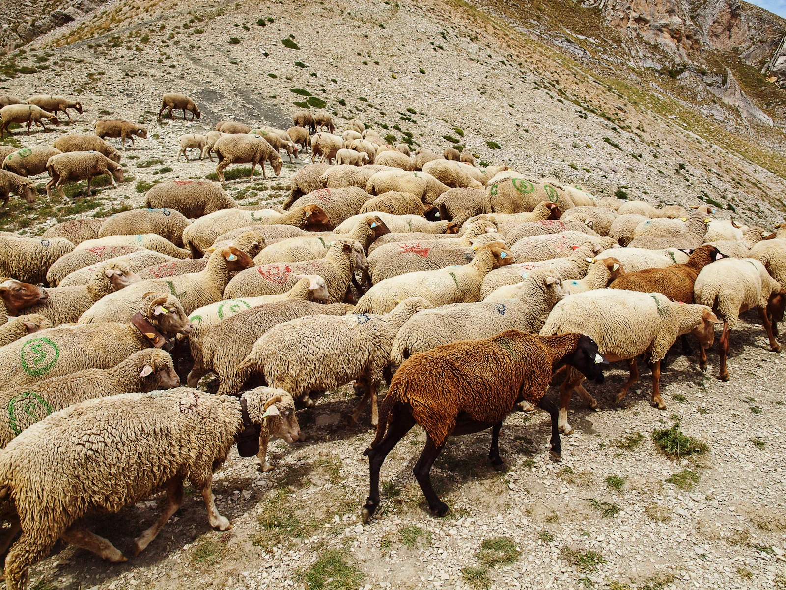 Photo d’illustration : troupeau de moutons en montagne près de Gap