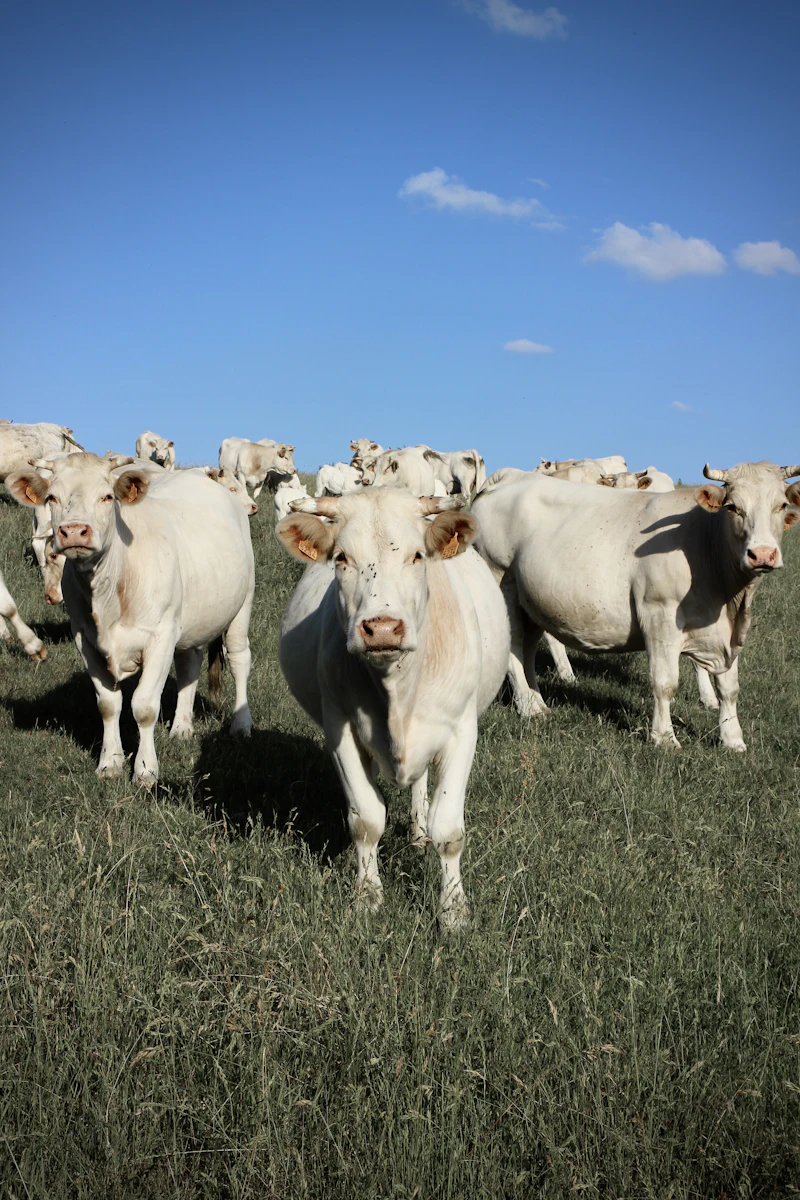 Photo d’illustration : bovins au pâturage à Arces-Dilo, en Bourgogne