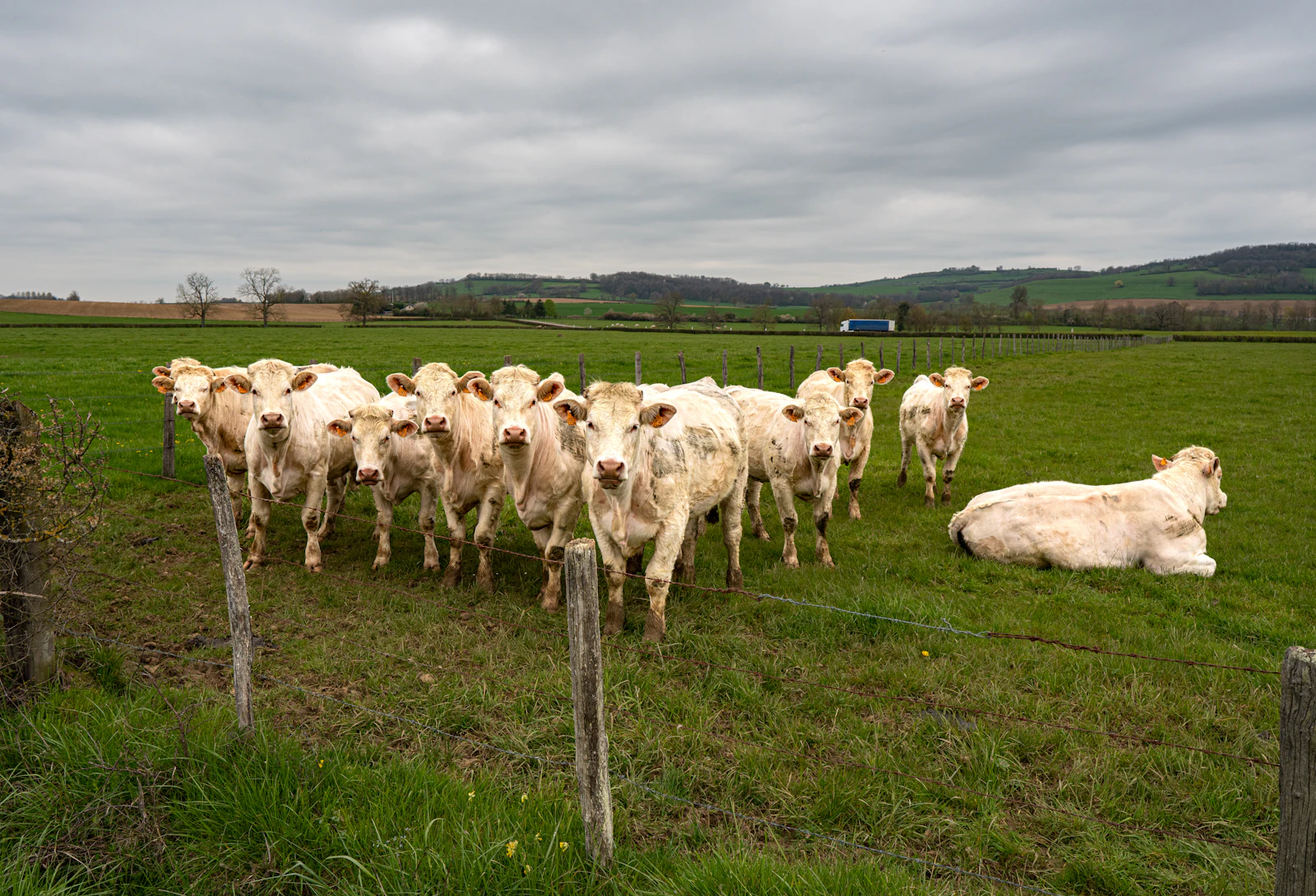 Photo d’illustration : vaches charolaises au pâturage en Bourgogne