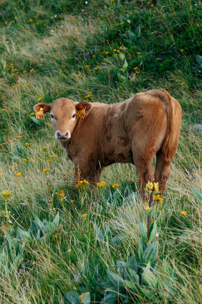 Photo d’illustration : jeune bovin dans une prairie du Cantal