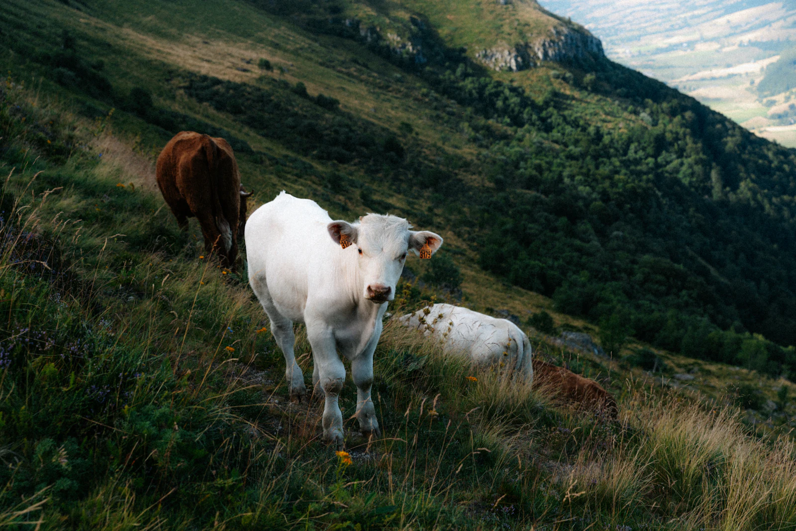 Photo d’illustration : bovins au pâturage dans les montagnes du Cantal