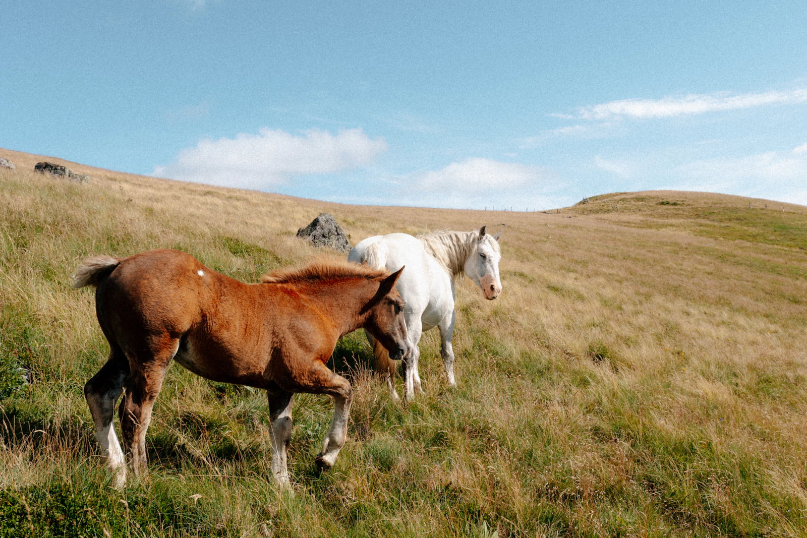 Photo d’illustration : chevaux au pâturage dans le Cantal