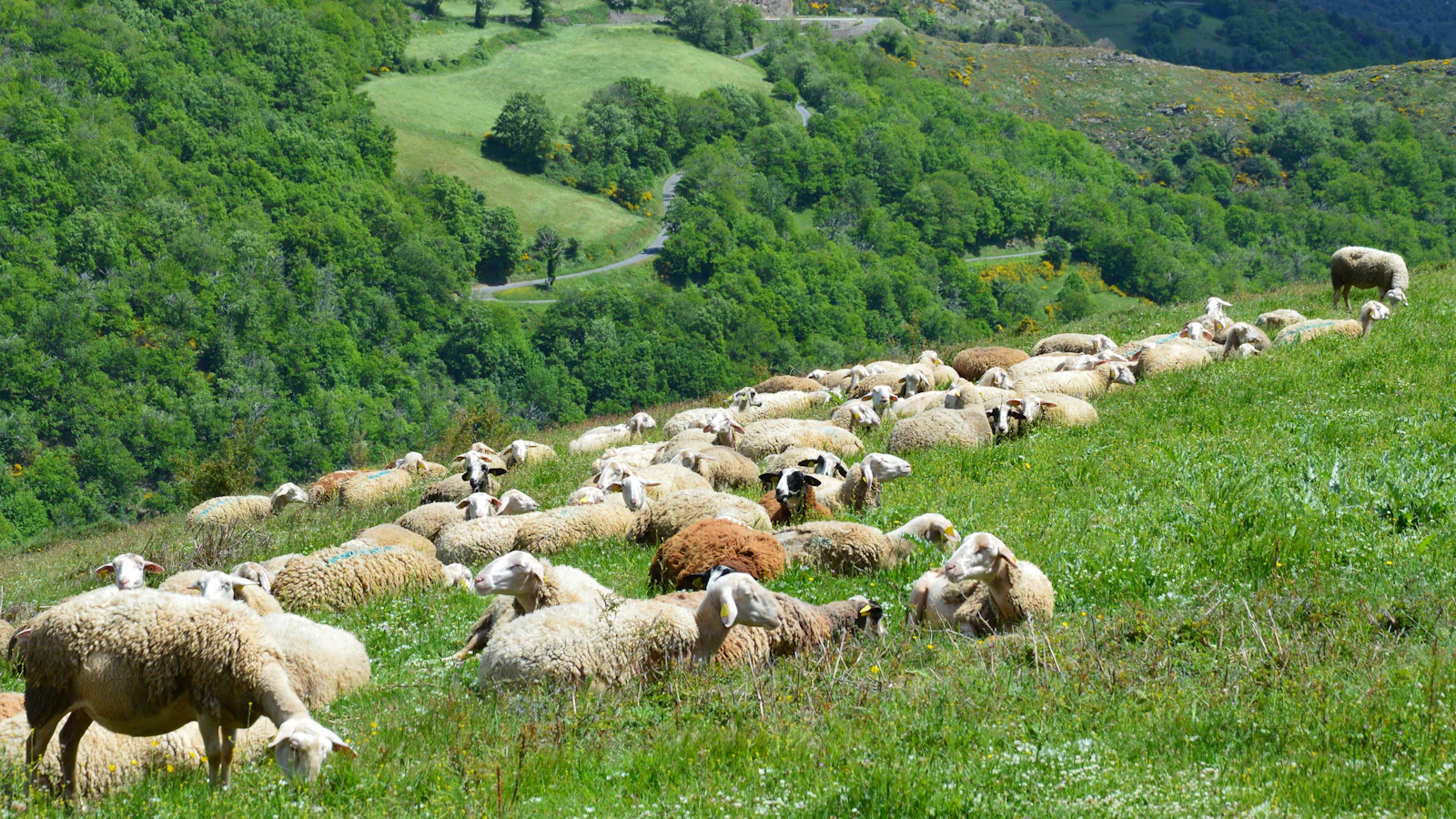Photo d’illustration : moutons au pâturage à Barre-des-Cévennes