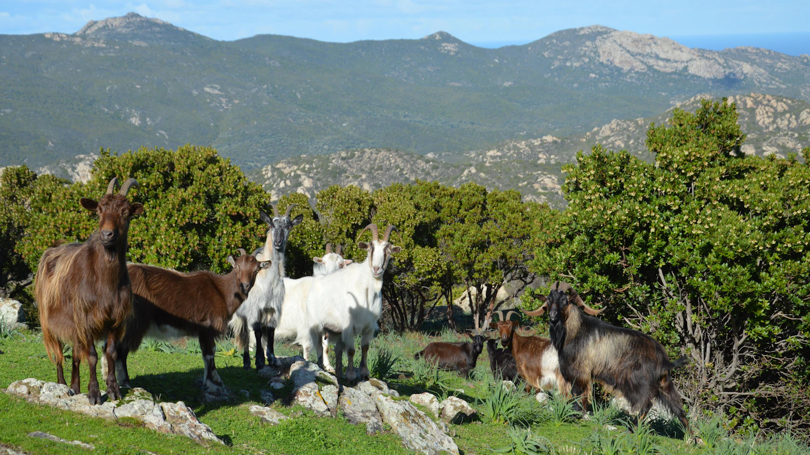 Photo d’illustration : chèvres en Corse