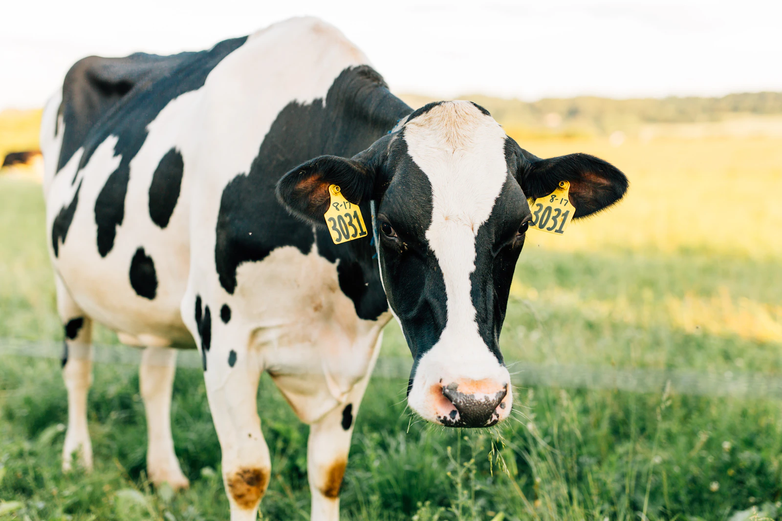 Photo d’illustration : vache laitière au pré