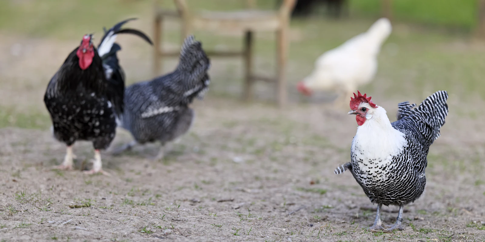Photo d’illustration : poules et coqs à la ferme
