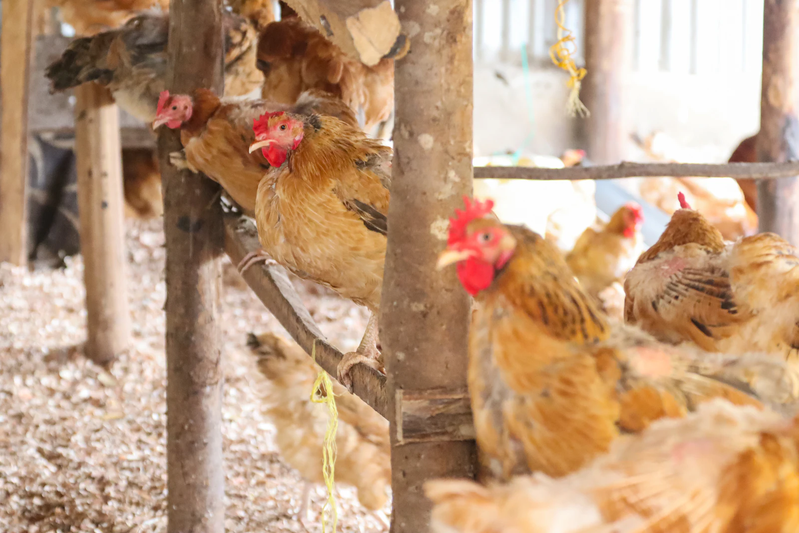 Photo d’illustration : volailles en train de manger