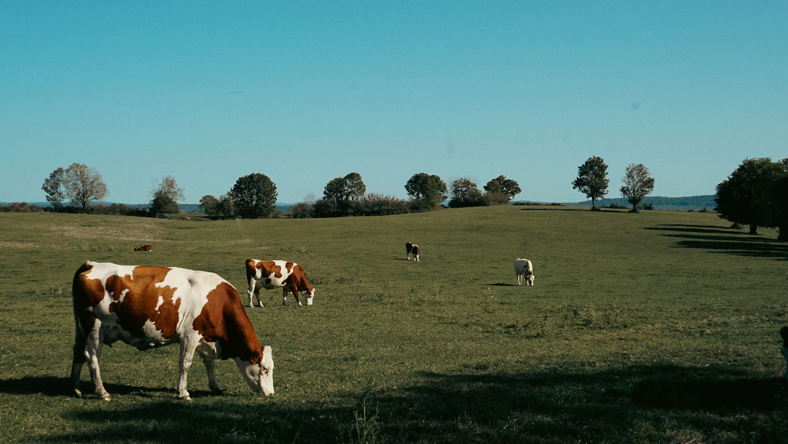 Photo d’illustration : troupeau de bovins dans une prairie du Jura