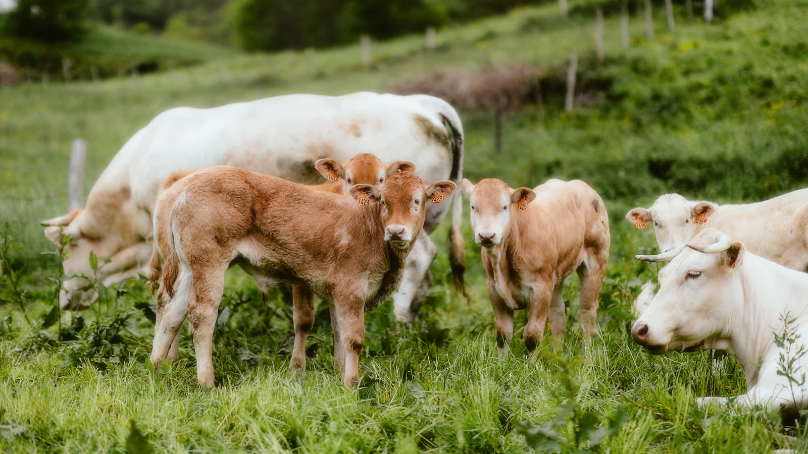 Photo d’illustration : vaches et veaux au pâturage à Laruns