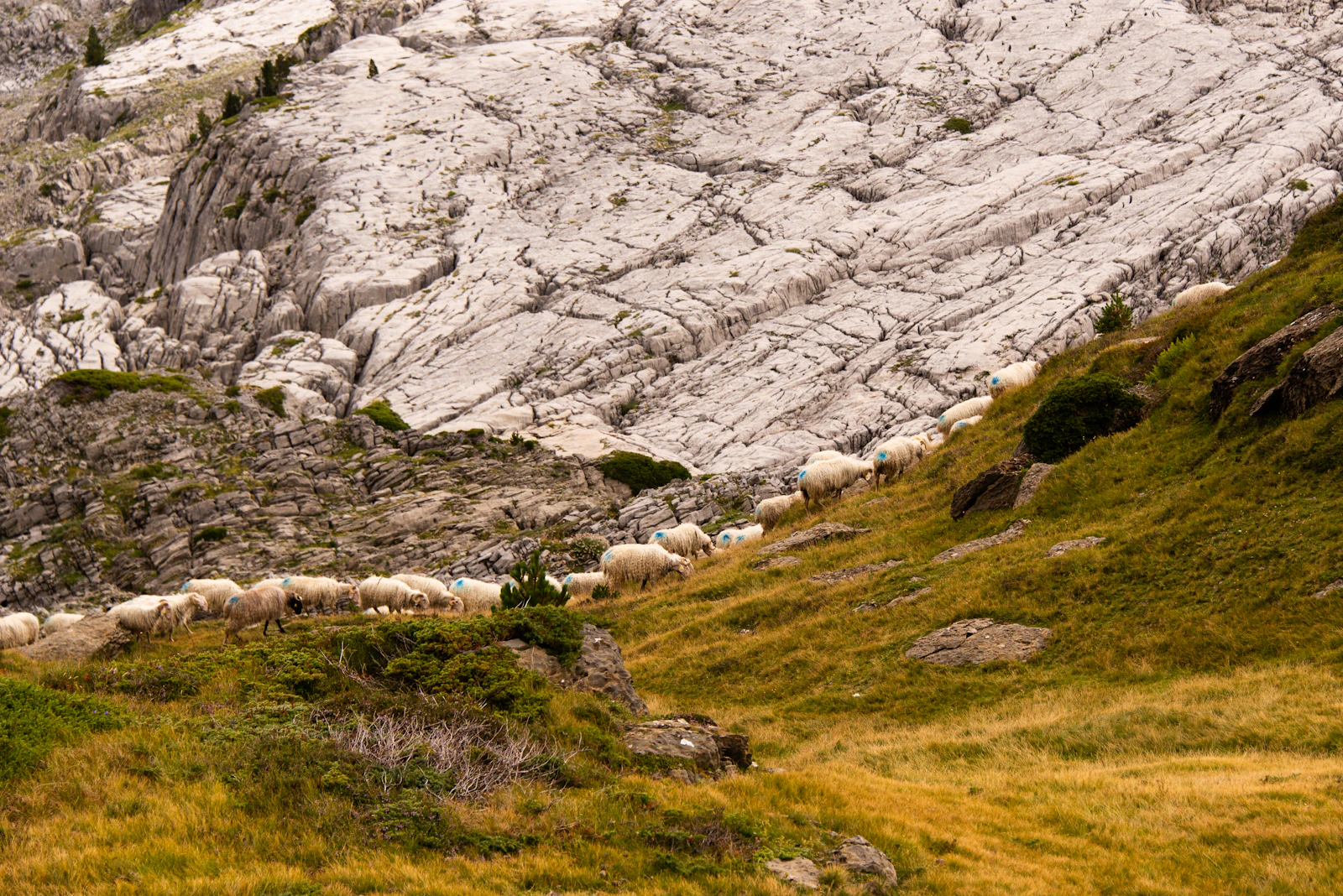 Photo d’illustration : troupeau de moutons dans les Pyrénées, près du pic d’Anie
