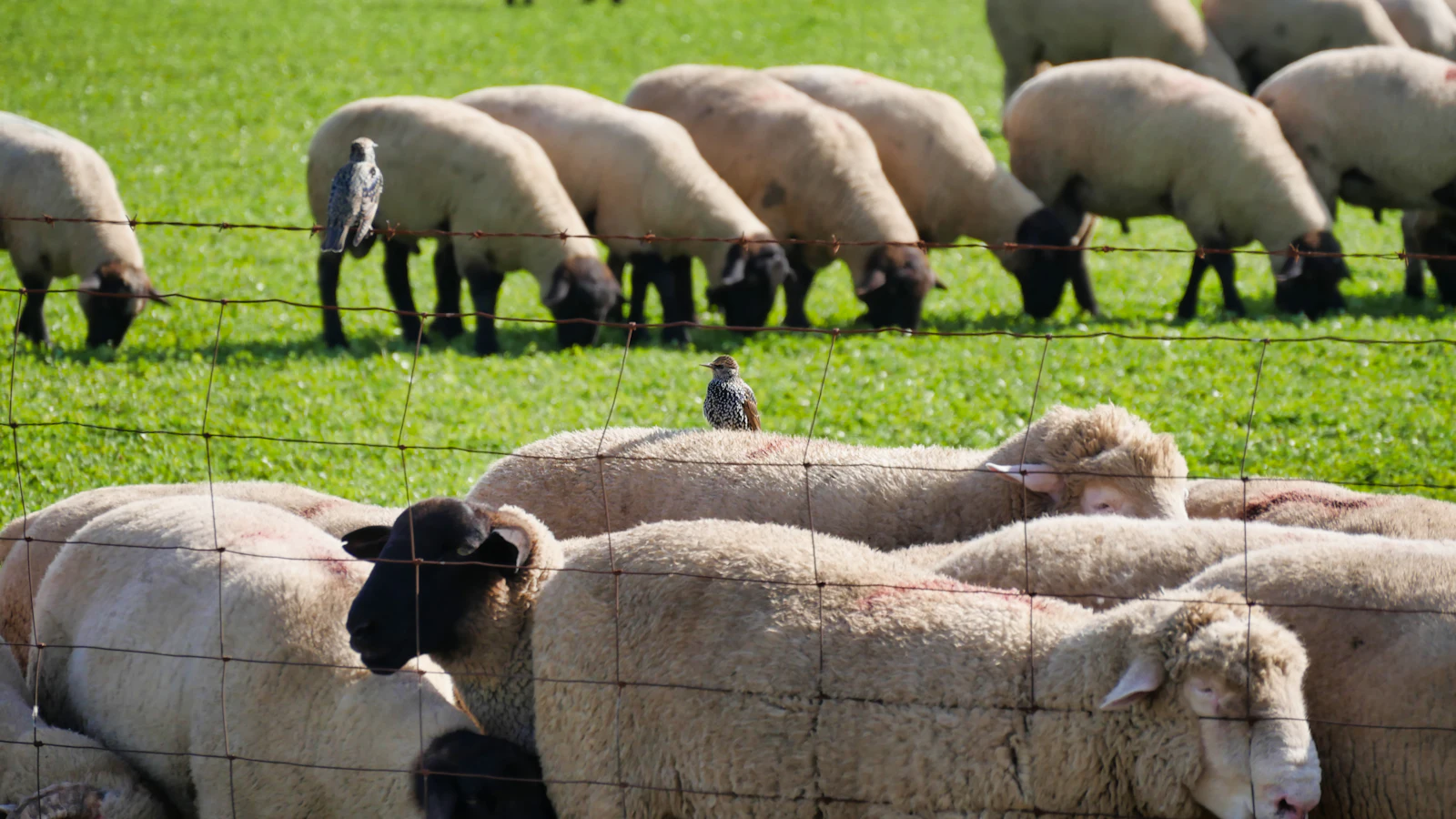 Photo d’illustration : troupeau de moutons au pré