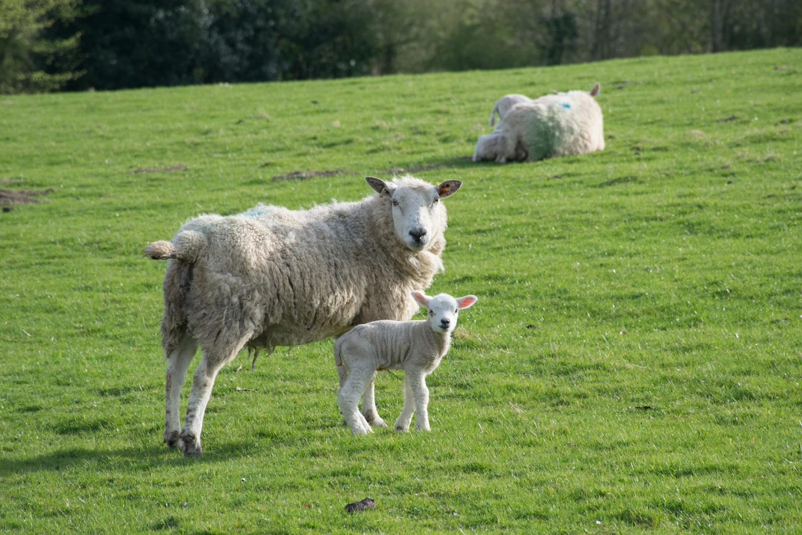 Photo d’illustration : moutons dans une prairie