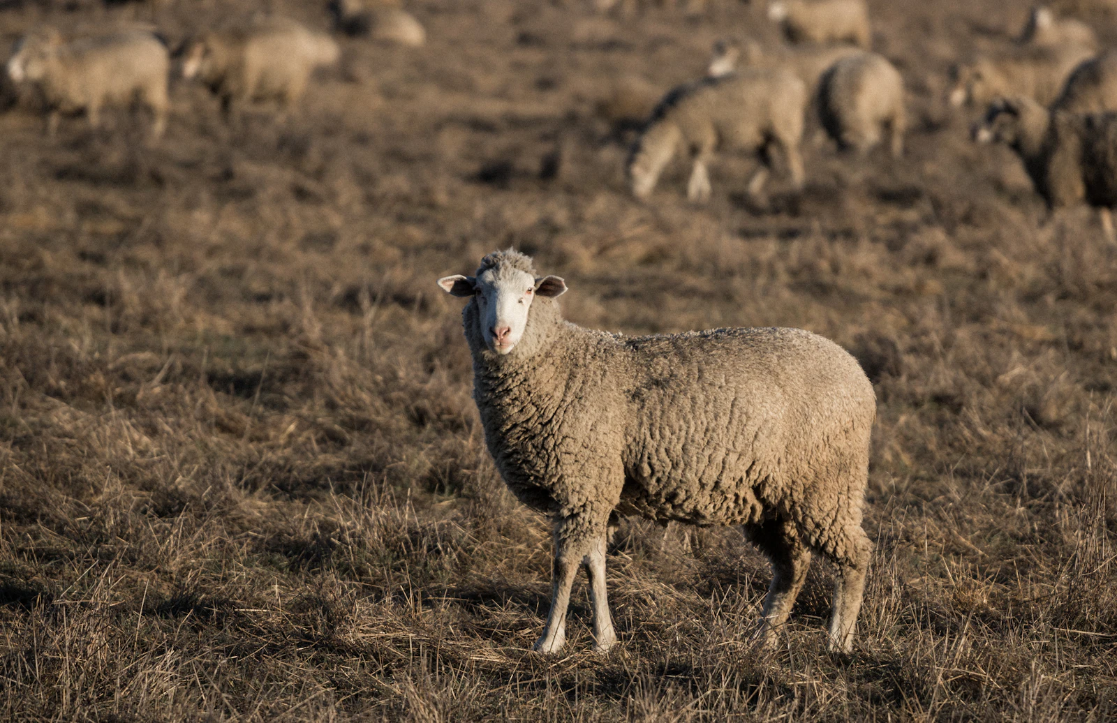 Photo d’illustration : mouton debout dans un pré